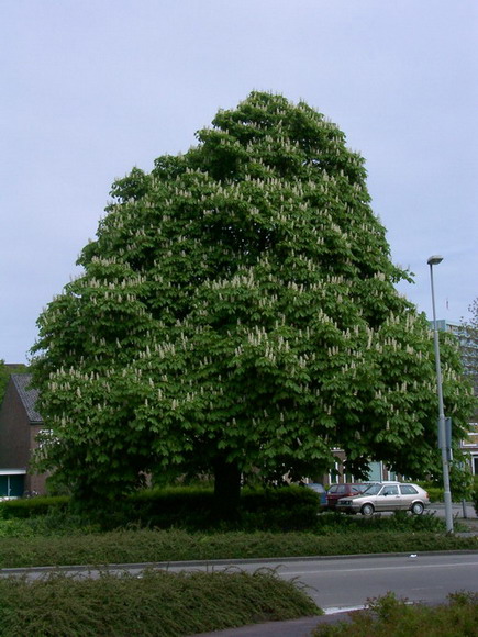 Bullerlaan
Kastanjeboom aan de Alkmaarseweg hoek Bullerlaan: een van de mooiste bomen van de stad!

foto: Huub Pletting
Keywords: bullerlaan bwijk