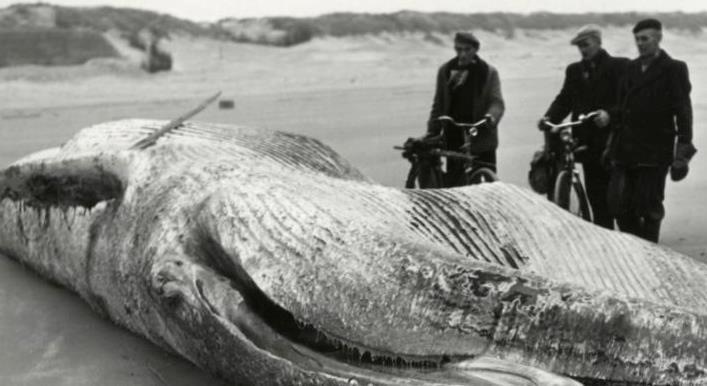 Walvis
strand wijk aan zee
Keywords: wijk