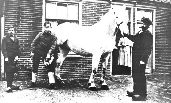 Baanstraat 
Baanstraat 24 
Piet Stevens beslaat de schimmel van Wichering recht op de foto T. H. Stevens links met de tang G. Stevens
Keywords: bwijk Baanstraat